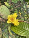 Trà Hoa Vàng Tam Đảo Núi (sấy thăng hoa)